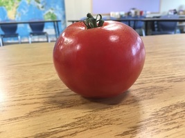 6th Humanities: The Columbian Exchange