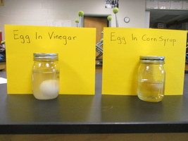 Seventh Grade Science News
